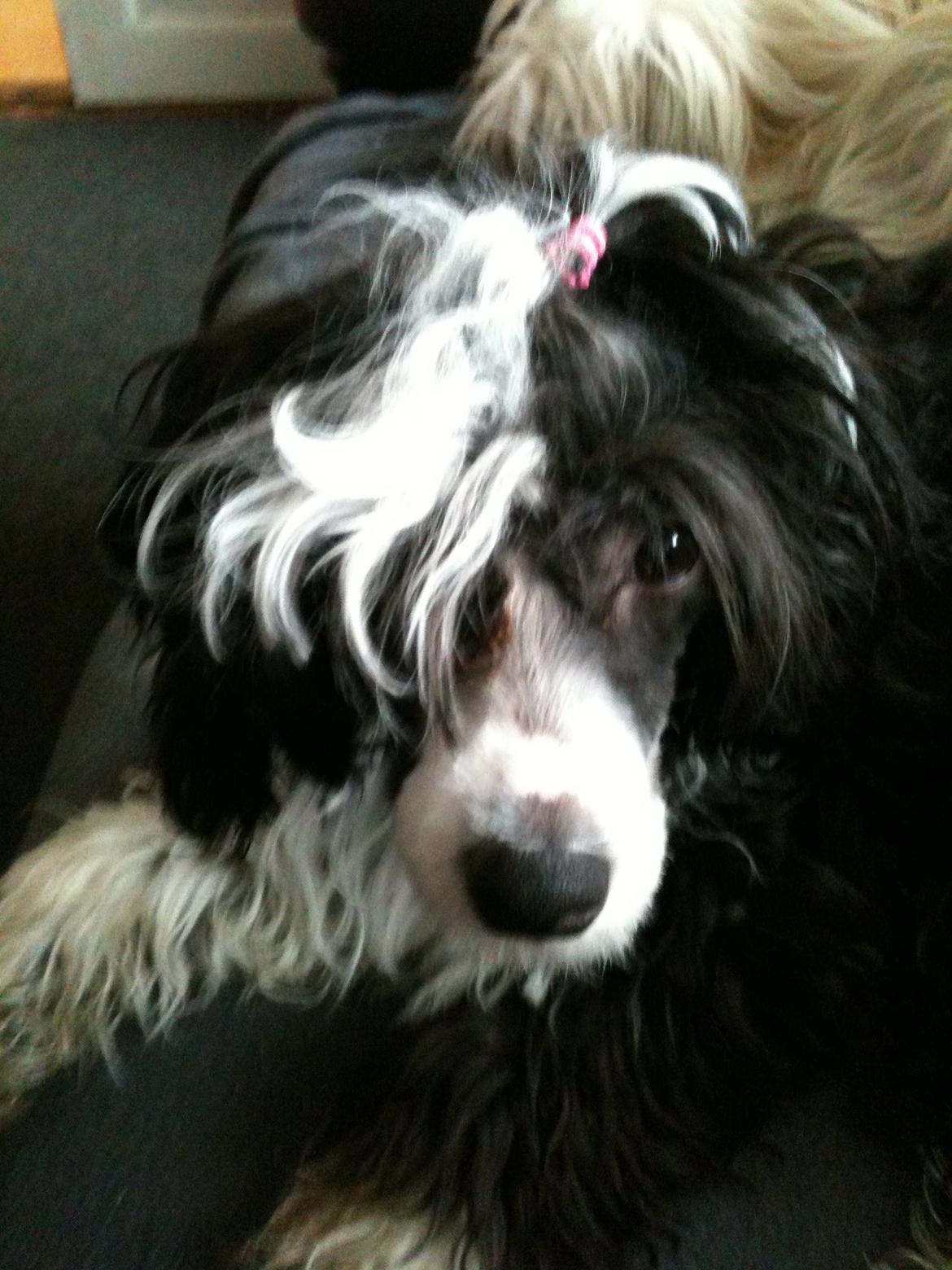 Chinese crested powder puff Tørstig billede 4