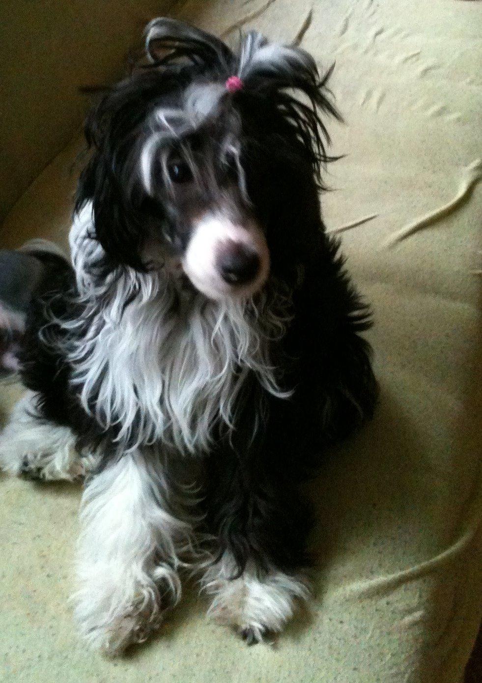 Chinese crested powder puff Tørstig billede 5