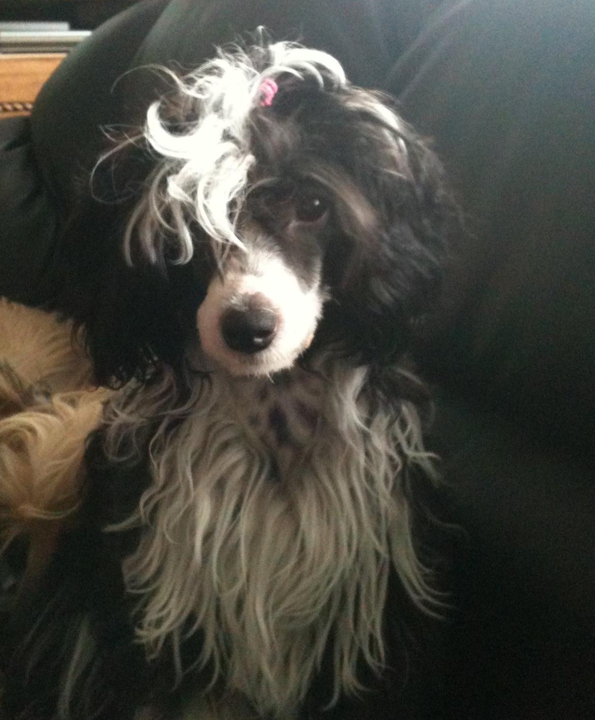 Chinese crested powder puff Tørstig billede 6