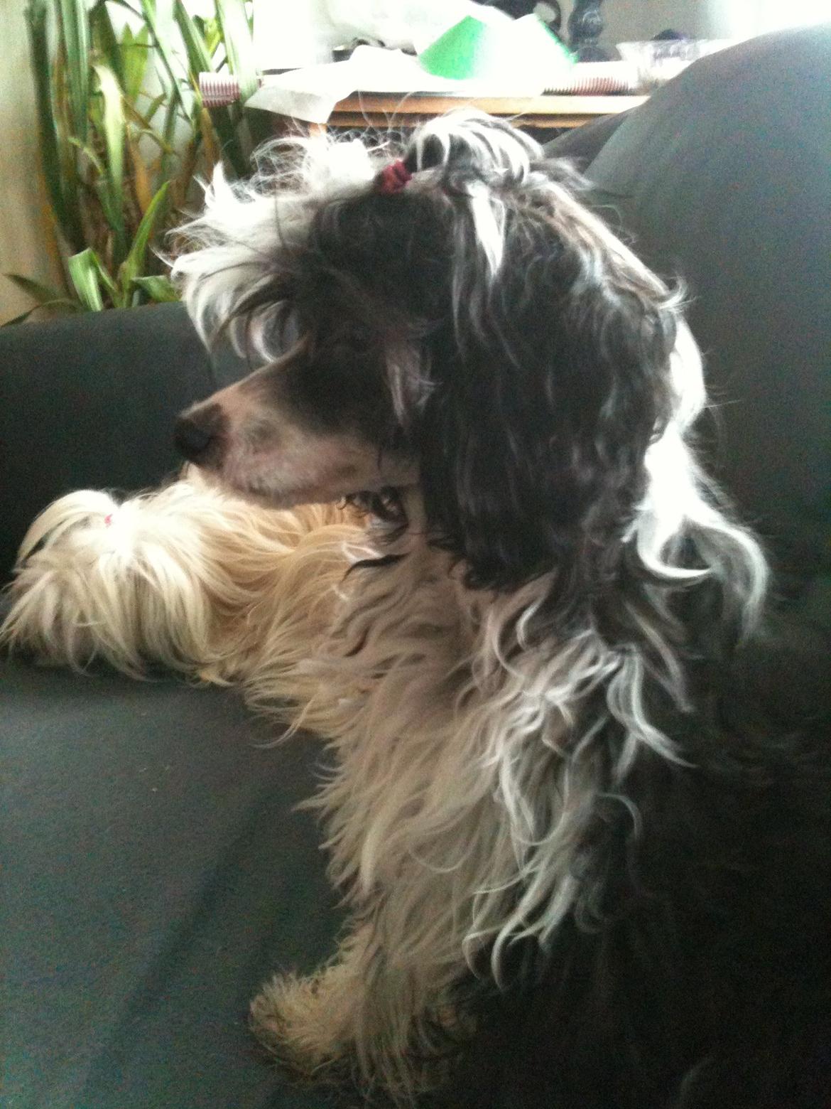 Chinese crested powder puff Tørstig billede 7