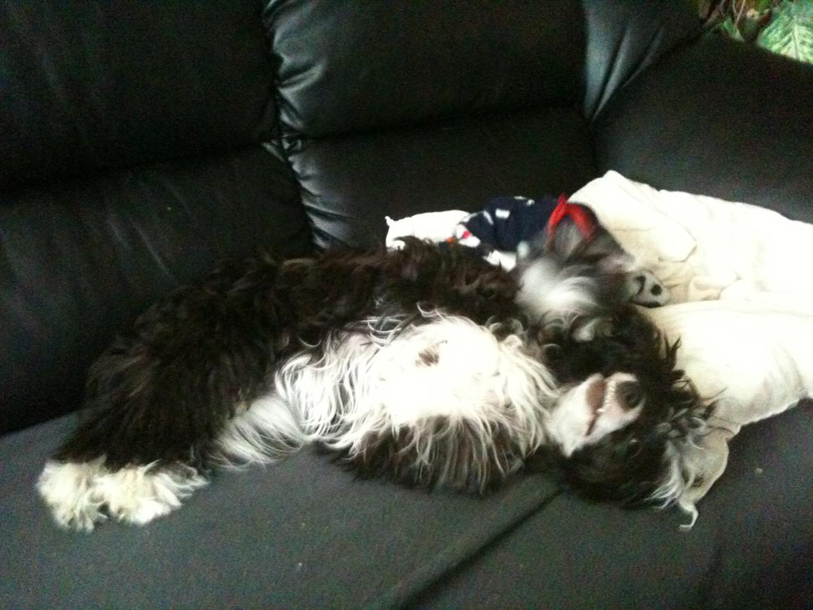 Chinese crested powder puff Tørstig billede 2