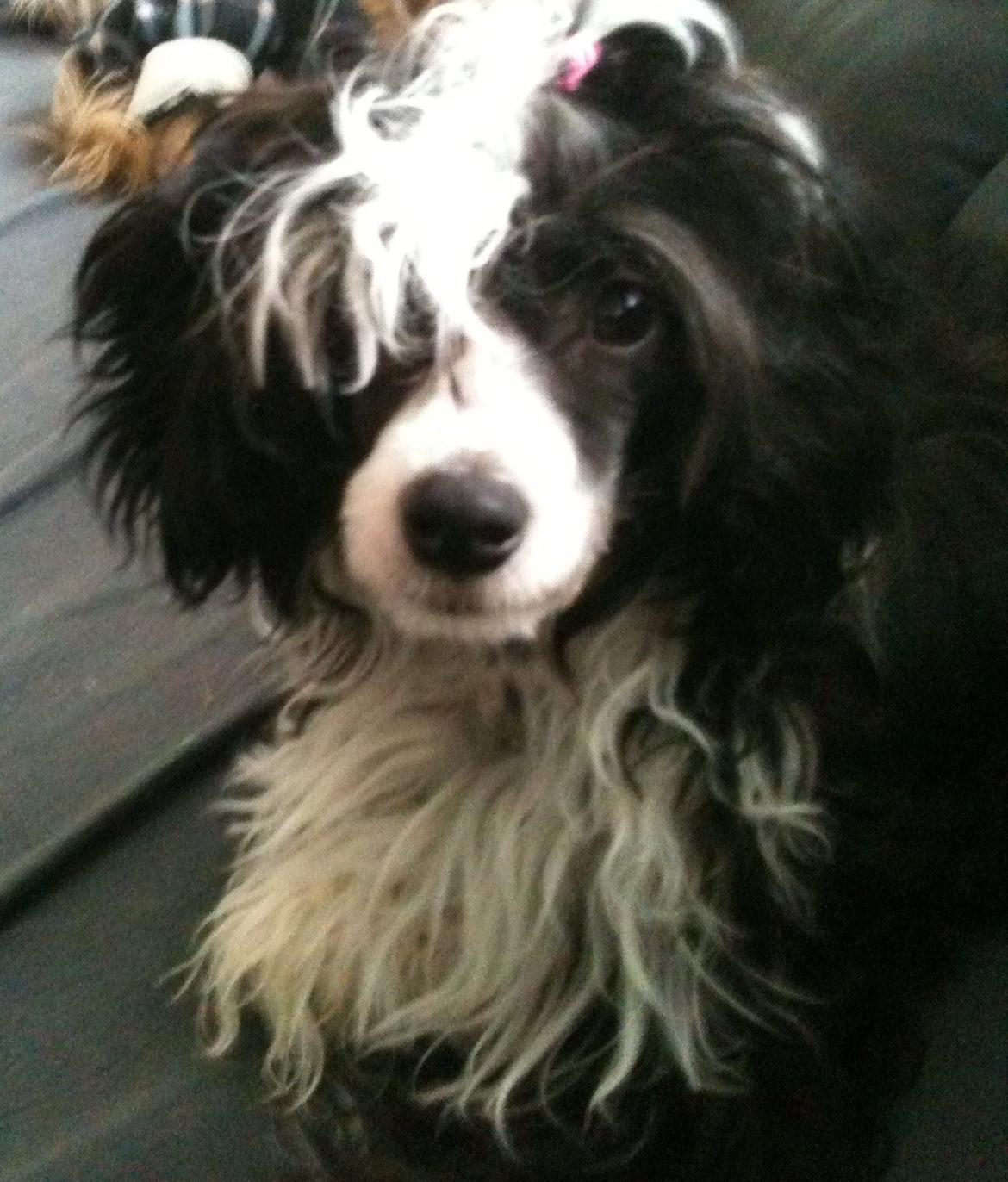 Chinese crested powder puff Tørstig billede 8