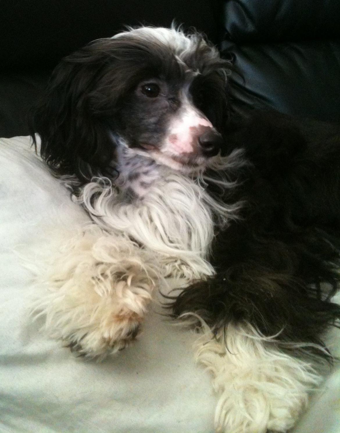 Chinese crested powder puff Tørstig billede 9