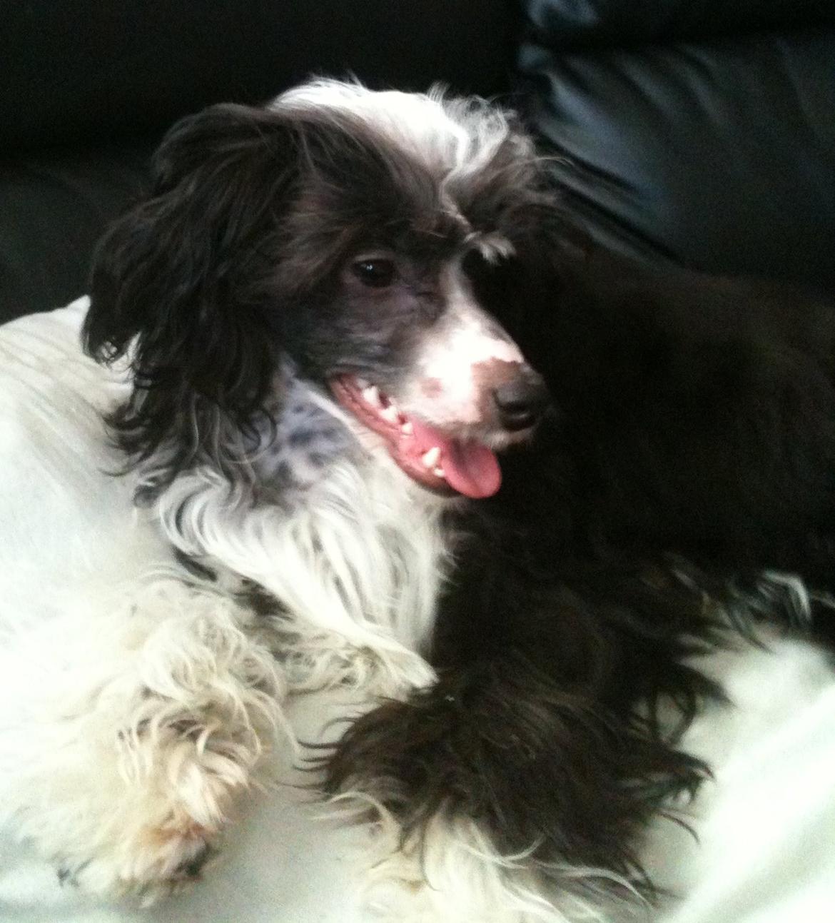 Chinese crested powder puff Tørstig billede 10