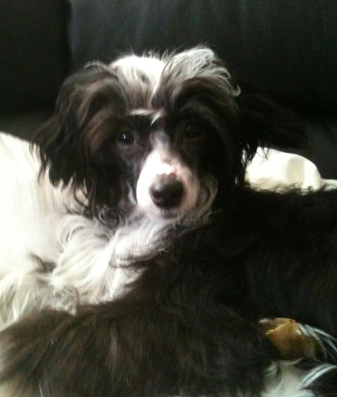 Chinese crested powder puff Tørstig billede 11