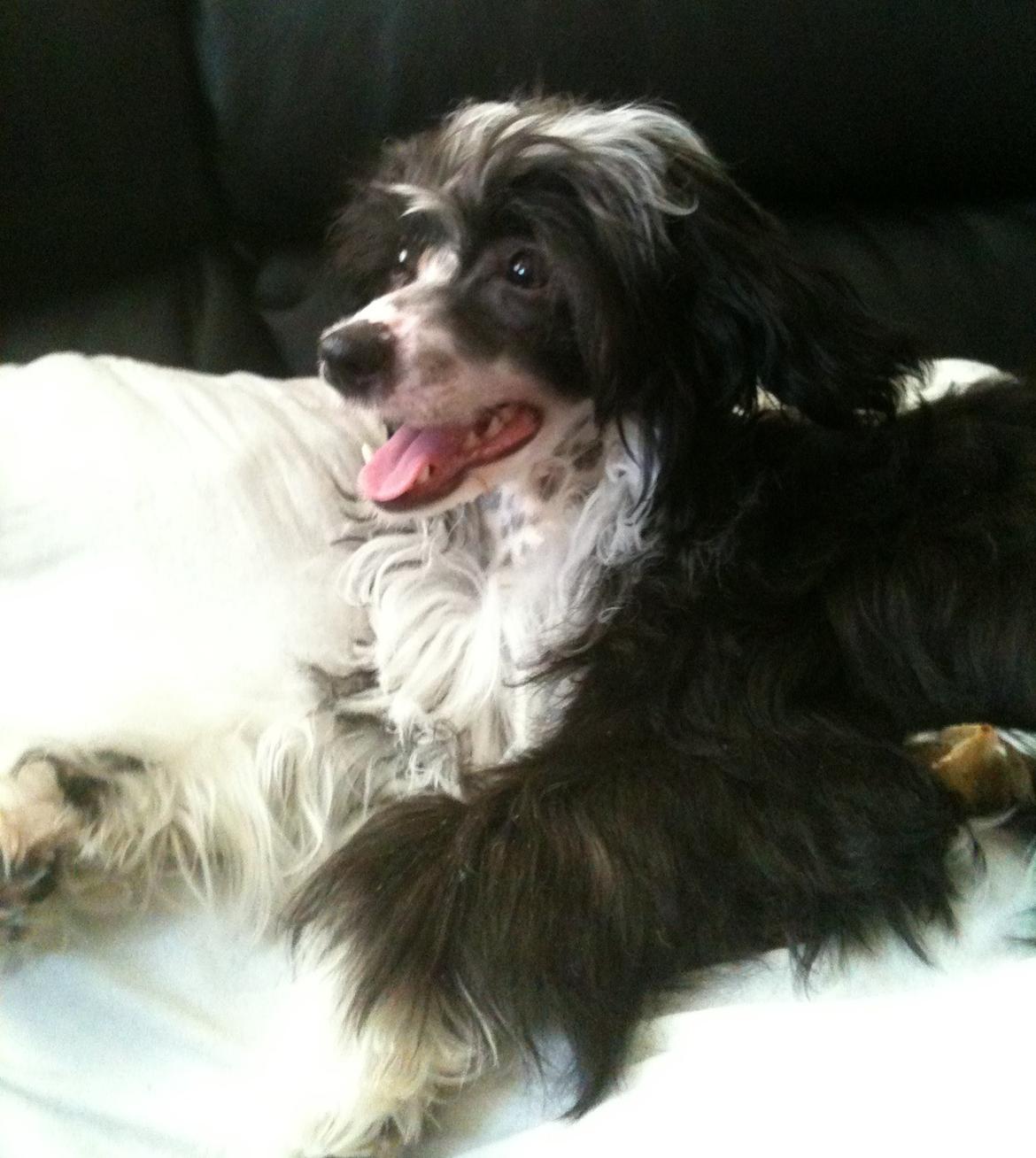 Chinese crested powder puff Tørstig billede 1