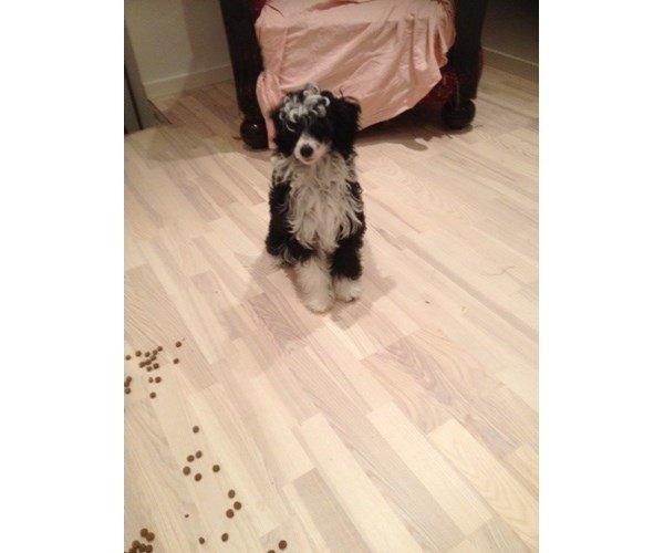 Chinese crested powder puff Tørstig billede 3