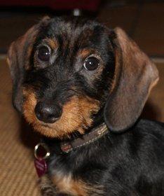 Gravhund Mochipappa's Dirch billede 3