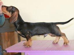 Gravhund Mochipappa's Dirch billede 4