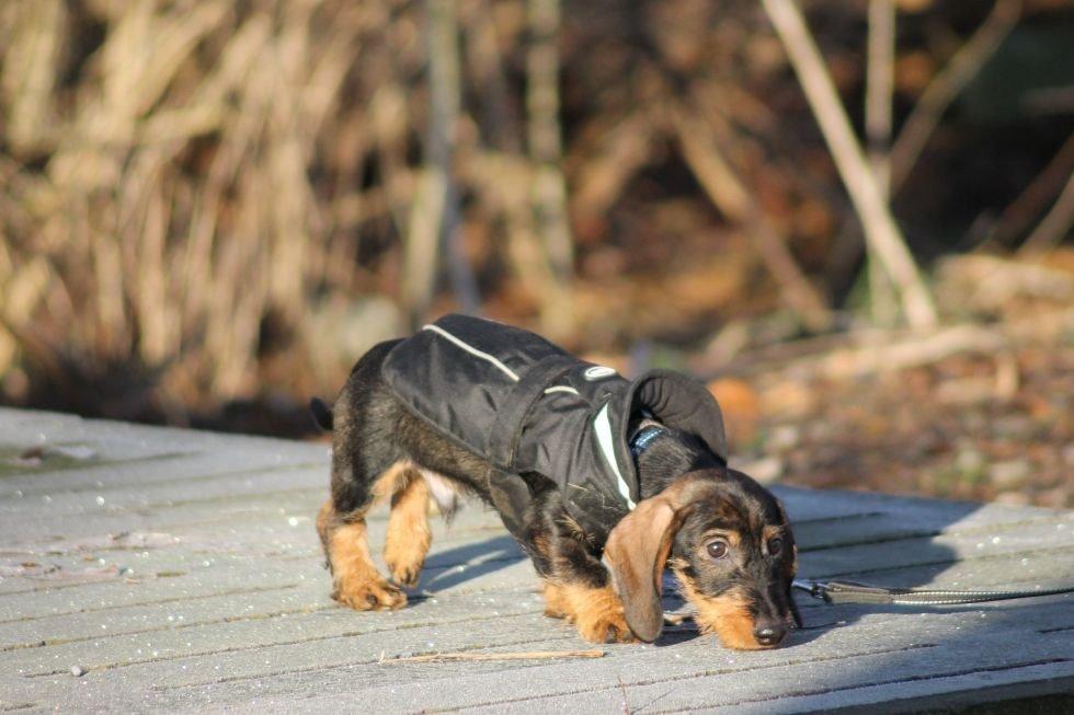 Gravhund Mochipappa's Dirch billede 5