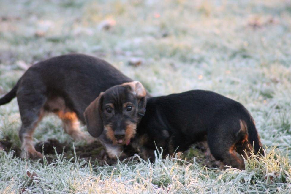 Gravhund Mochipappa's Dirch billede 6