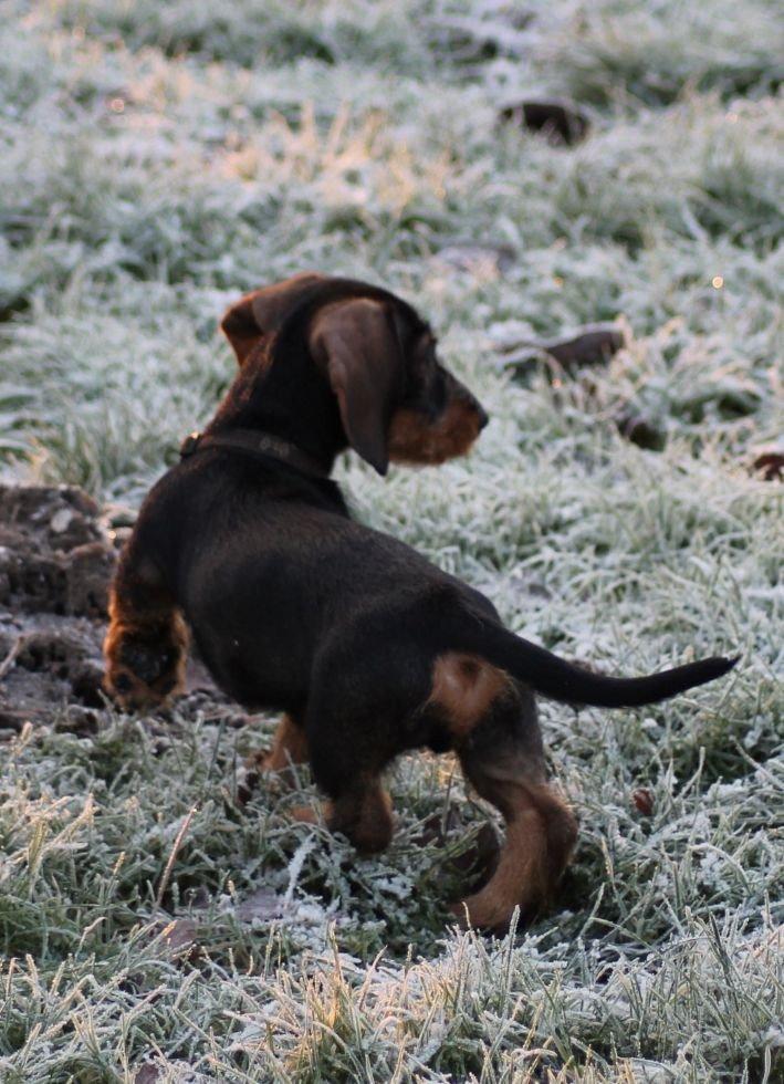 Gravhund Mochipappa's Dirch billede 9