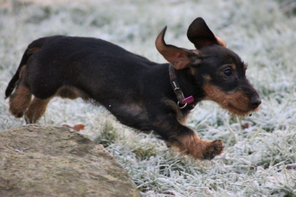 Gravhund Mochipappa's Dirch billede 7