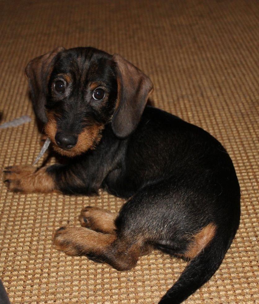 Gravhund Mochipappa's Dirch billede 11