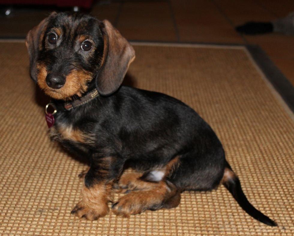 Gravhund Mochipappa's Dirch billede 10