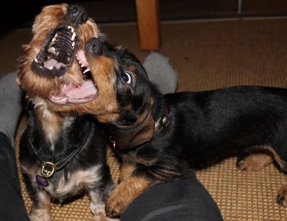 Gravhund Mochipappa's Dirch billede 14