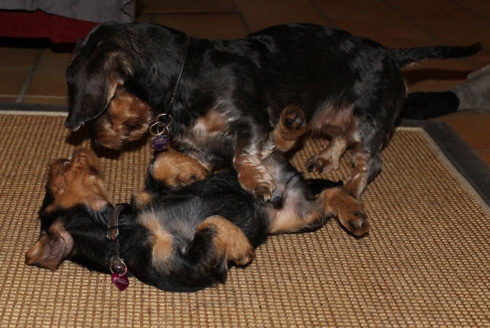 Gravhund Mochipappa's Dirch billede 18