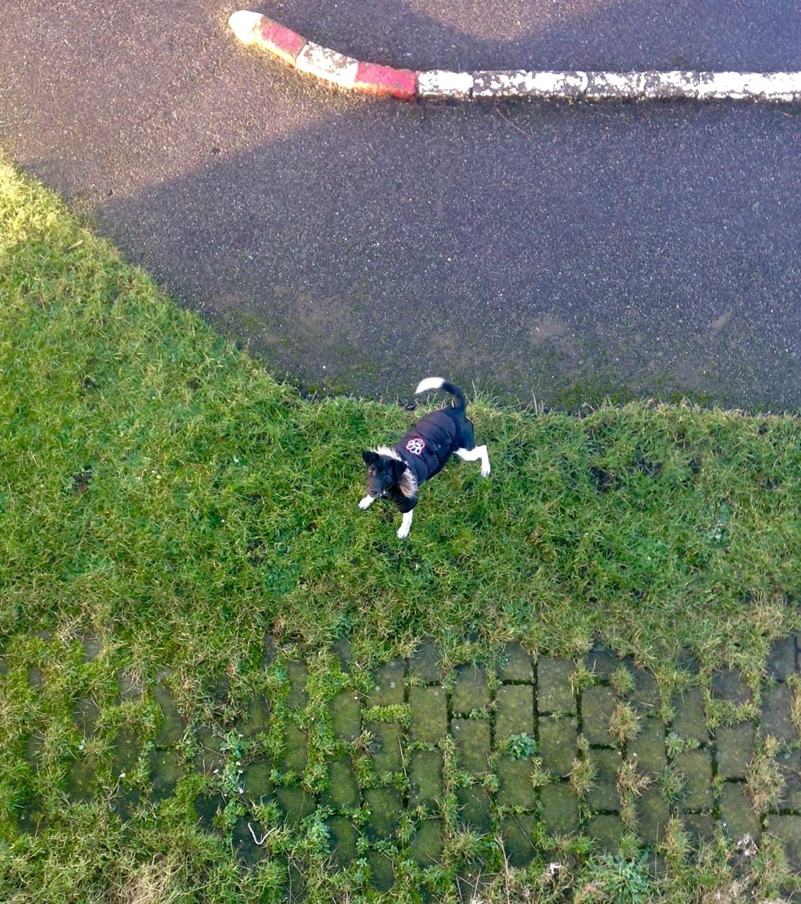 Blanding af racer La Chica - Mini Chica  billede 29