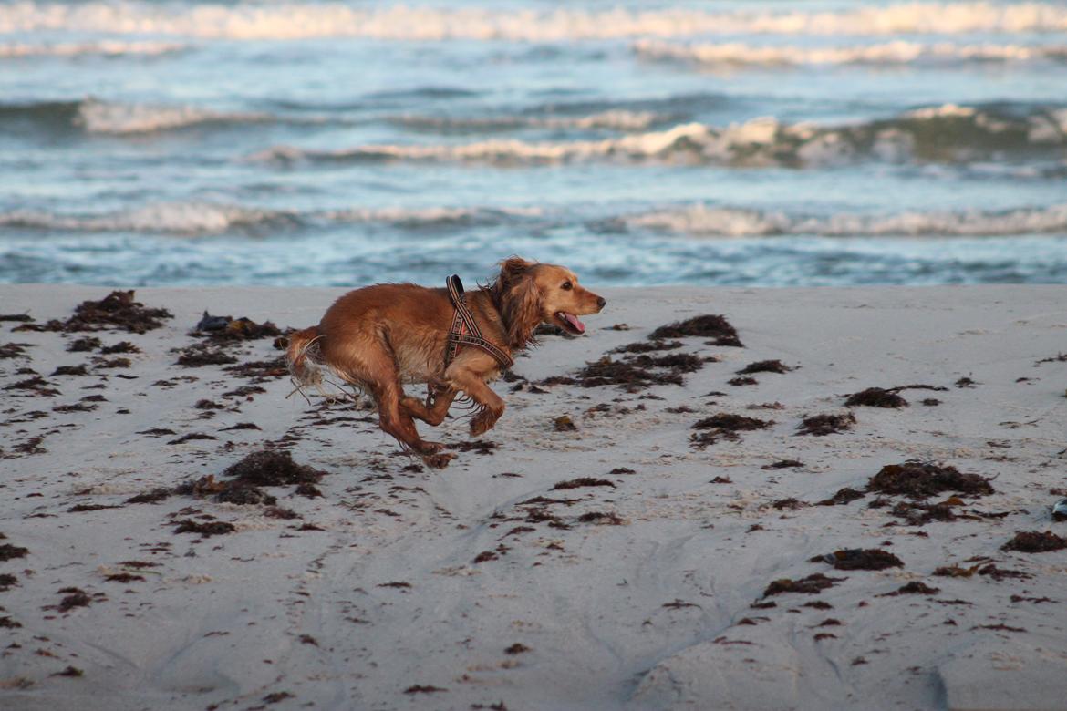 Cocker spaniel Cocio  billede 3