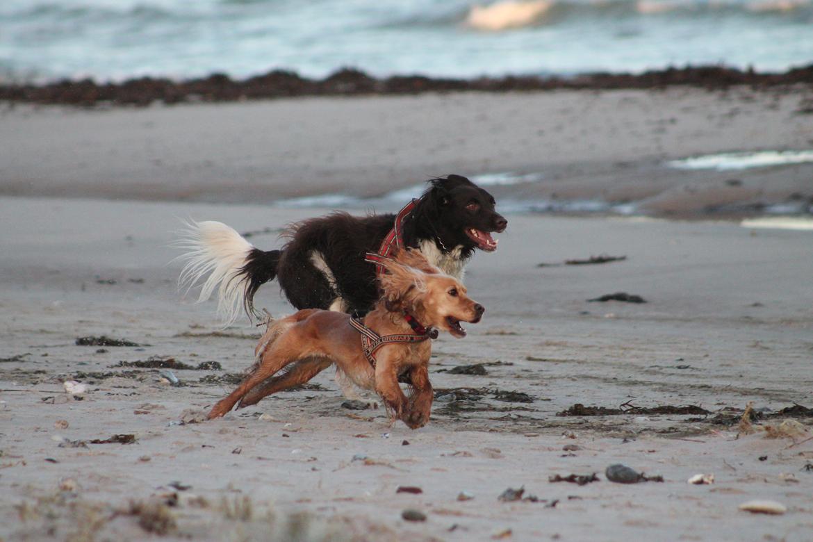 Cocker spaniel Cocio  billede 12