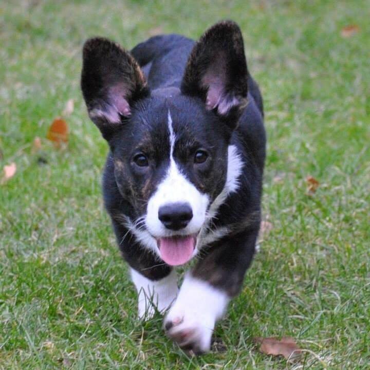 Welsh corgi cardigan Harley billede 8