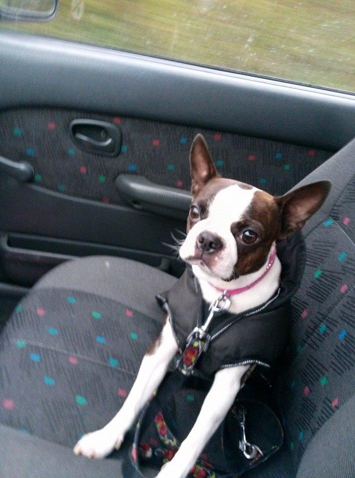 Boston terrier Carried with pride (LUNA) billede 1