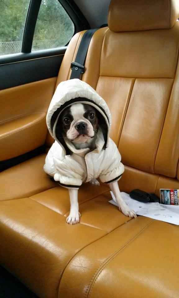 Boston terrier Carried with pride (LUNA) billede 2