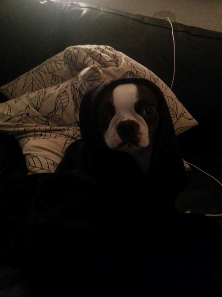 Boston terrier Carried with pride (LUNA) billede 3