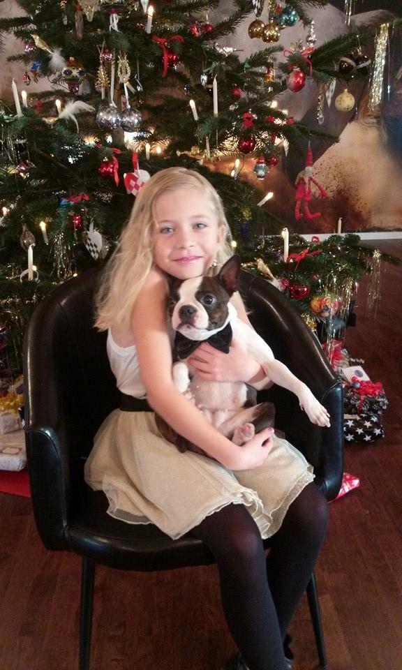 Boston terrier Carried with pride (LUNA) billede 4