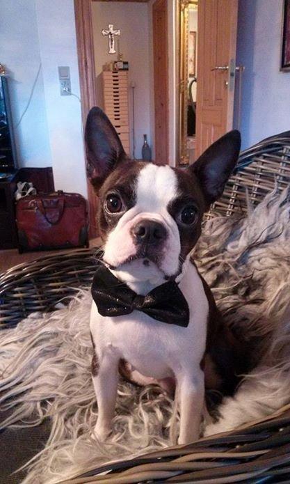 Boston terrier Carried with pride (LUNA) billede 6