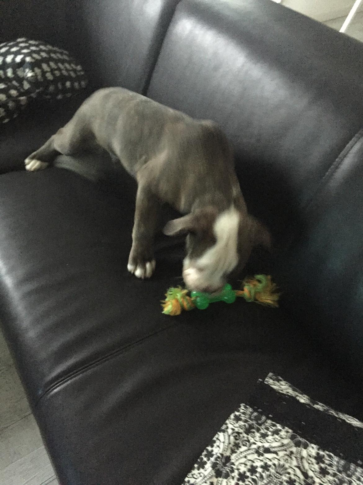 Olde english bulldogge Django billede 2