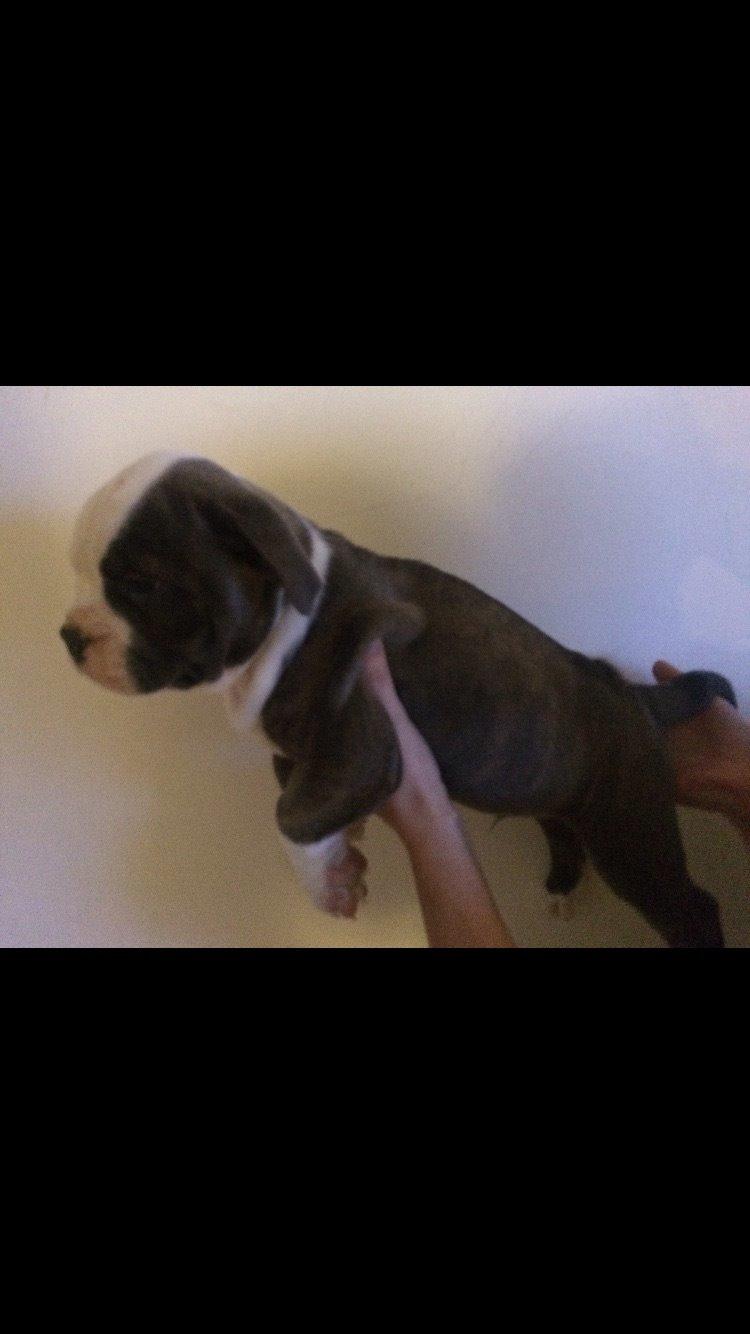 Olde english bulldogge Django billede 1