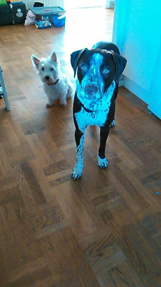 Blanding af racer hector billede 3