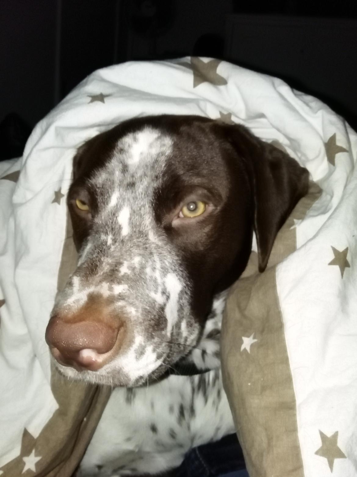 Blanding af racer hector billede 1