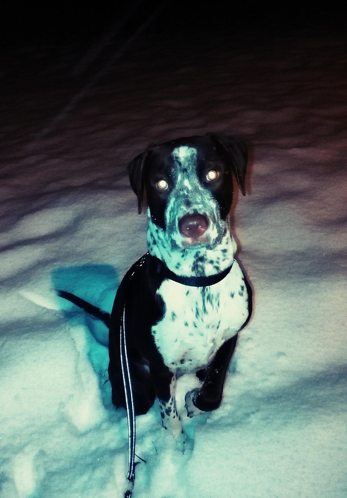 Blanding af racer hector billede 4