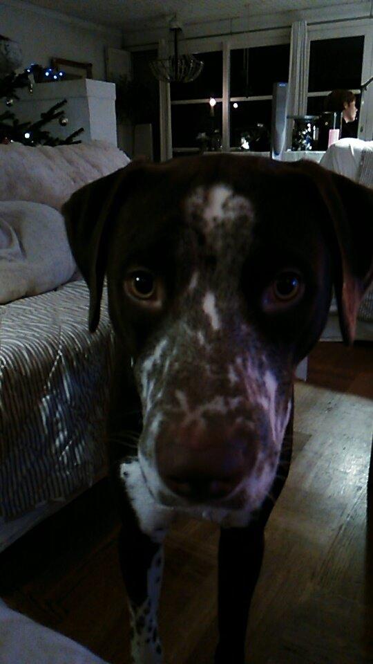 Blanding af racer hector billede 6