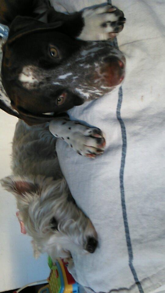 Blanding af racer hector billede 7