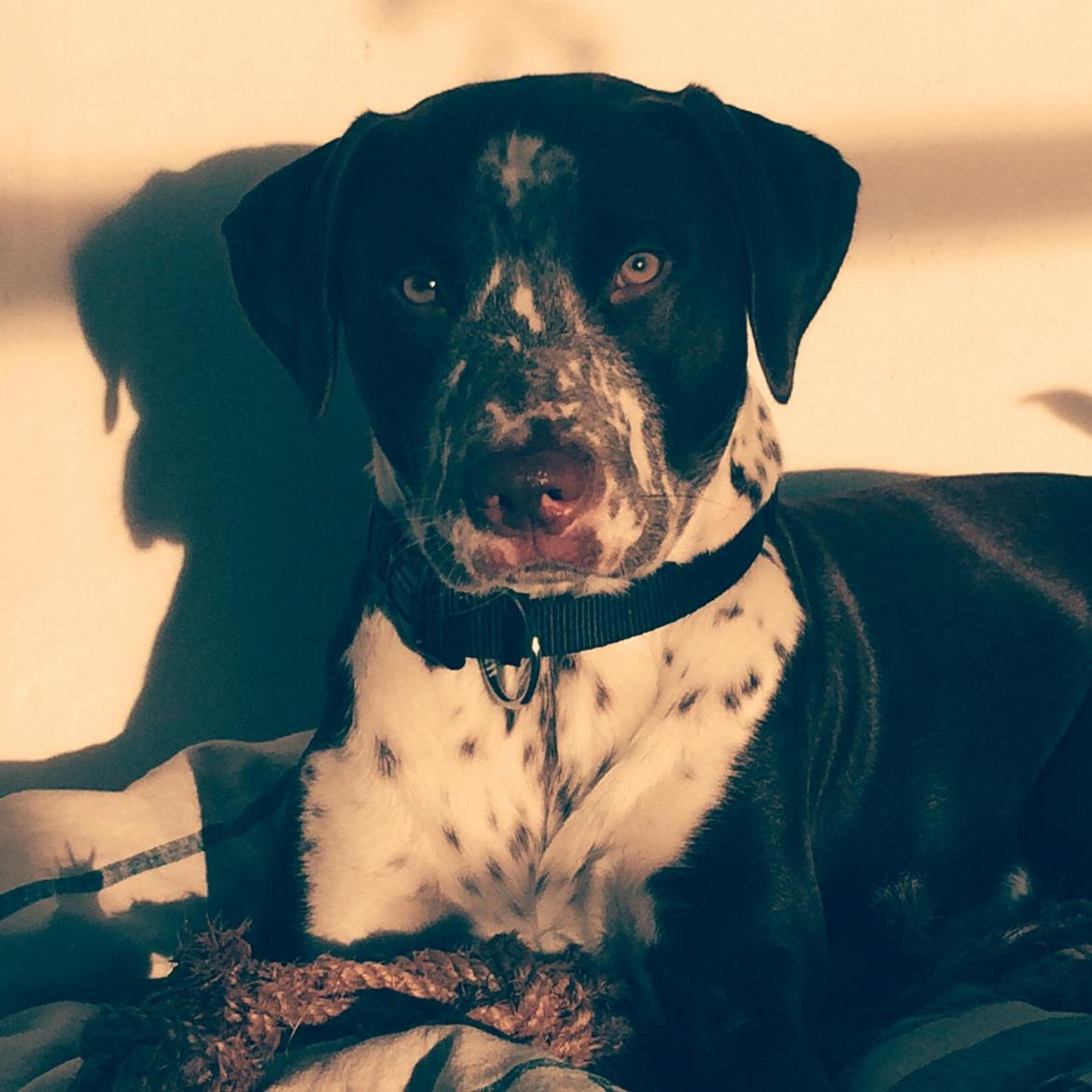 Blanding af racer hector billede 5