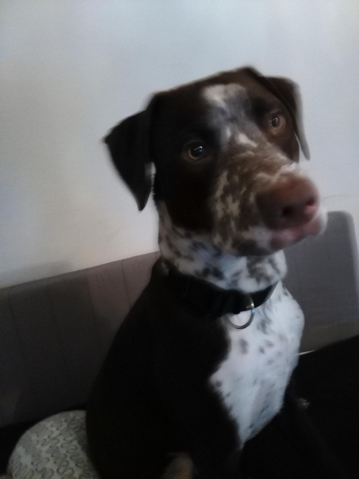 Blanding af racer hector billede 8