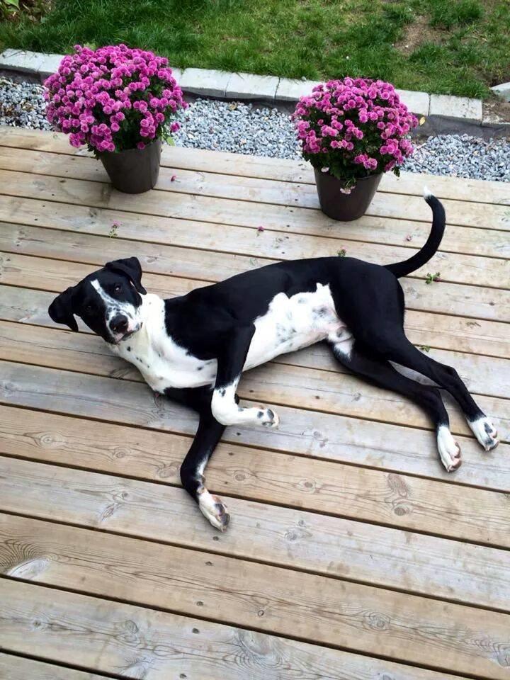 Blanding af racer hector - hectors bror Victor billede 10