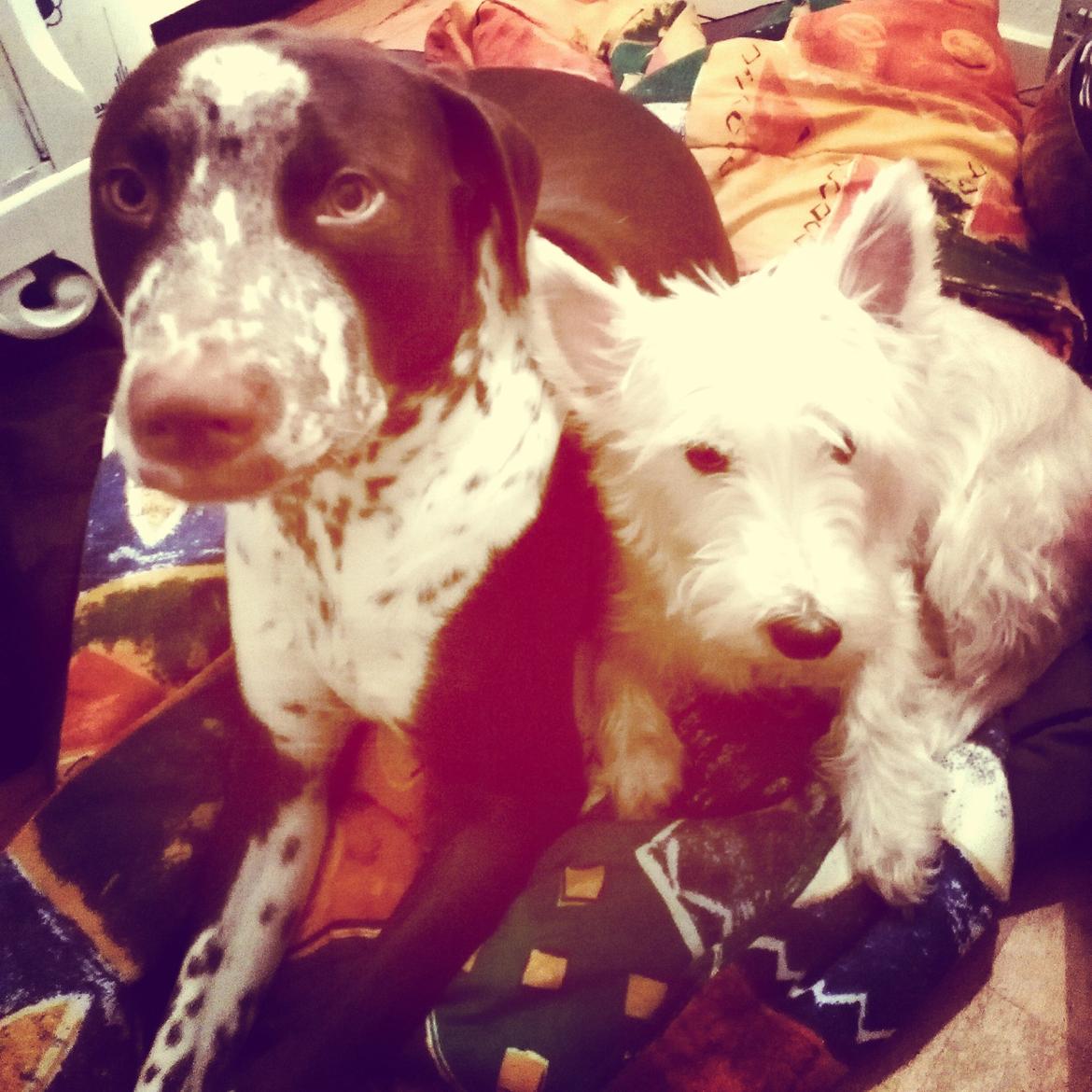 Blanding af racer hector - hector&carla billede 9