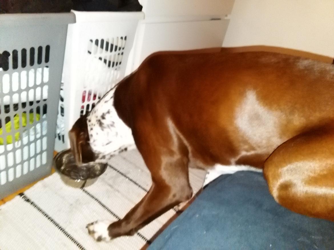 Blanding af racer hector billede 11