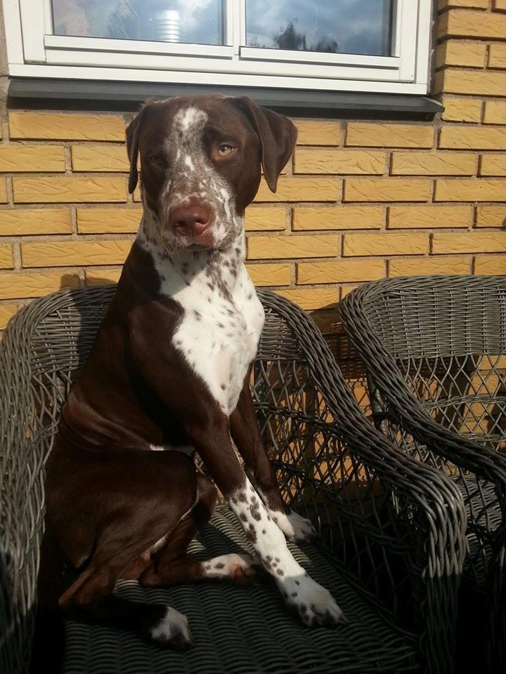 Blanding af racer hector billede 14