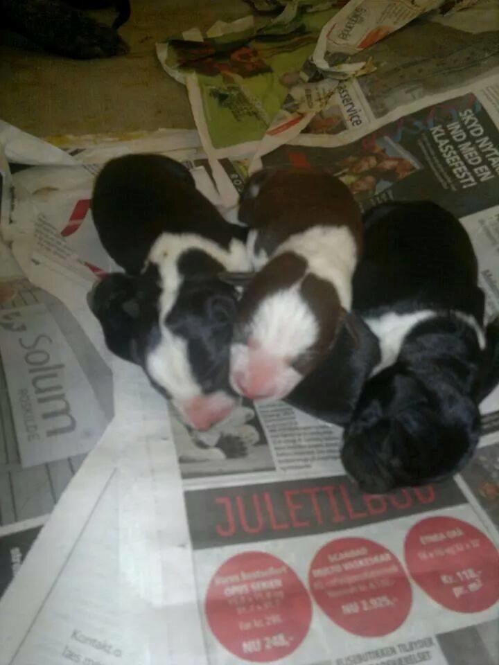 Blanding af racer hector - hector i midten med søskende 3dage gammel billede 15