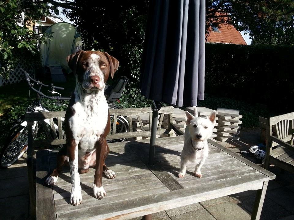 Blanding af racer hector billede 13