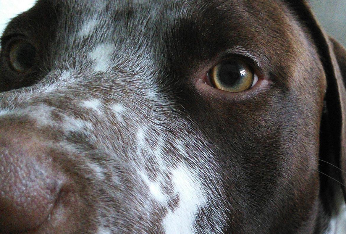 Blanding af racer hector billede 16