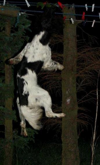 Engelsk springer spaniel Kato billede 2