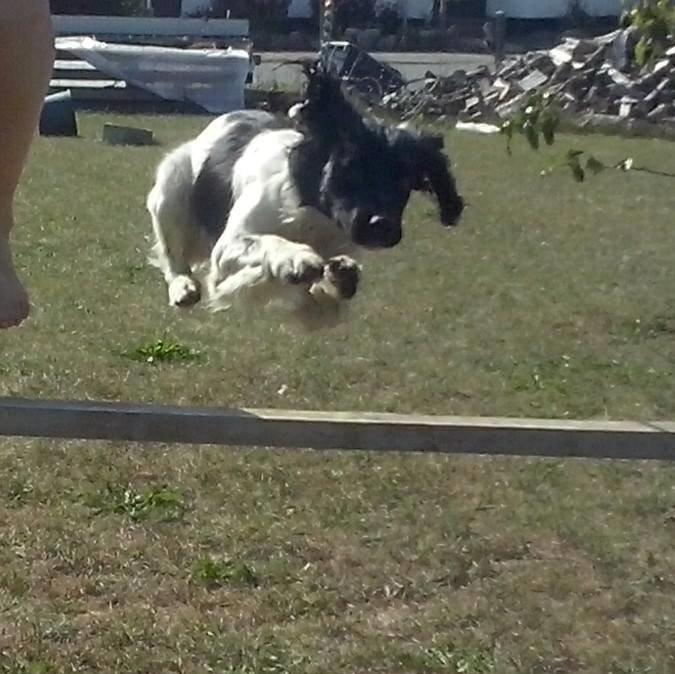 Engelsk springer spaniel Kato billede 1