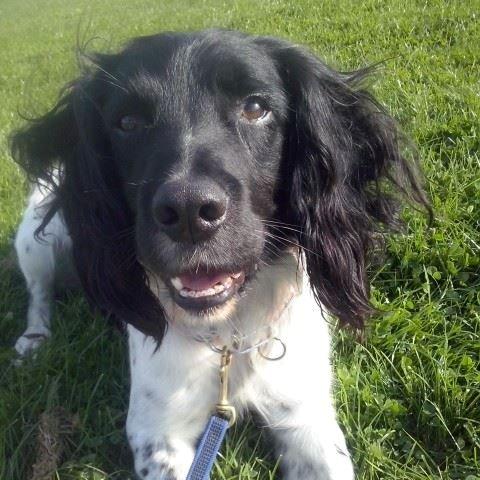 Engelsk springer spaniel Kato billede 3