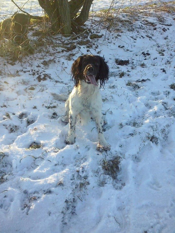 Engelsk springer spaniel Kato billede 5